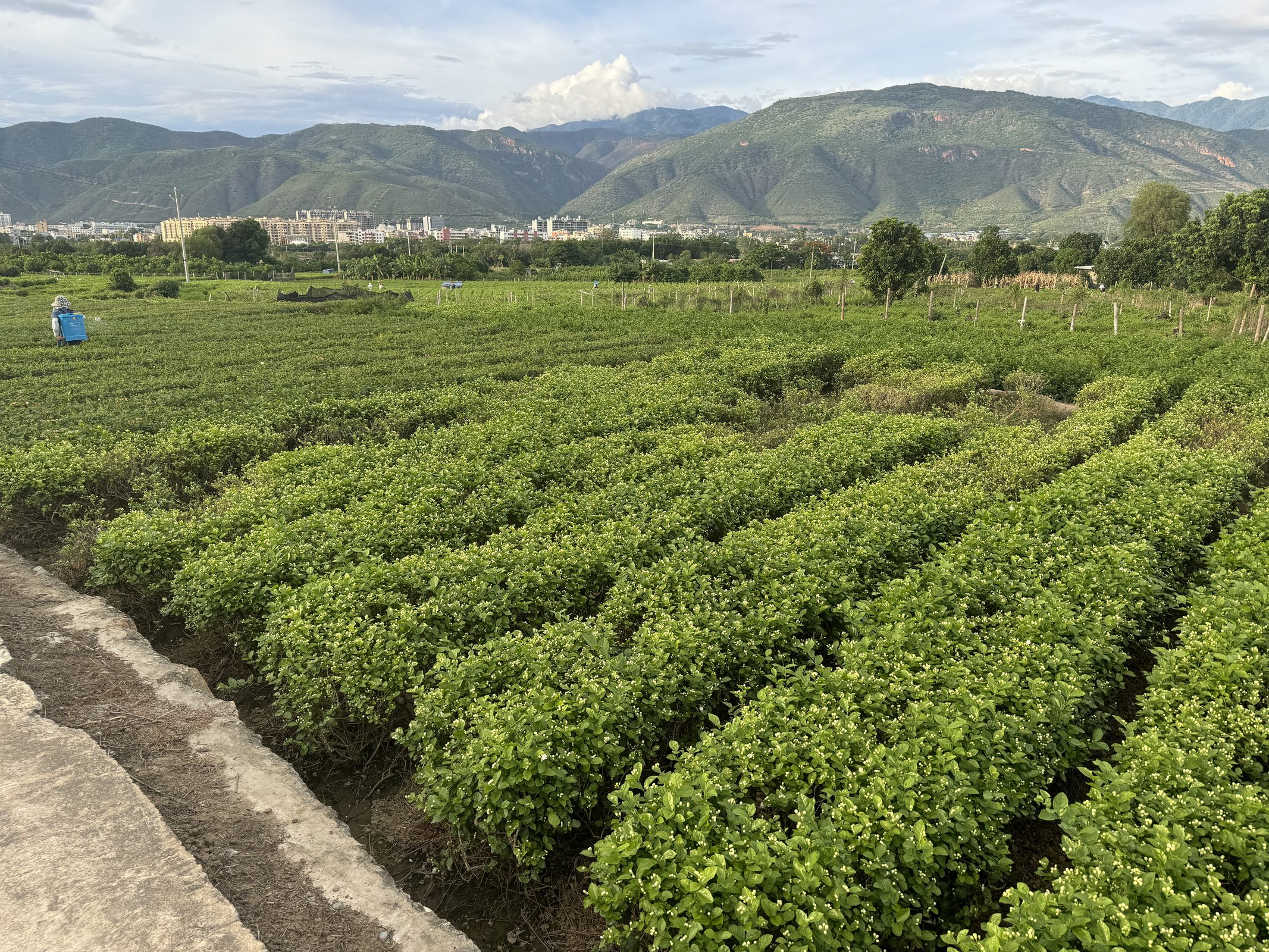 Yunnan Yuanjiang — jasmine fields under mountains